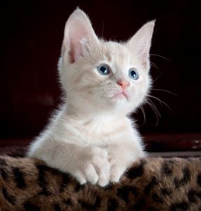animal-cat-cute-45201